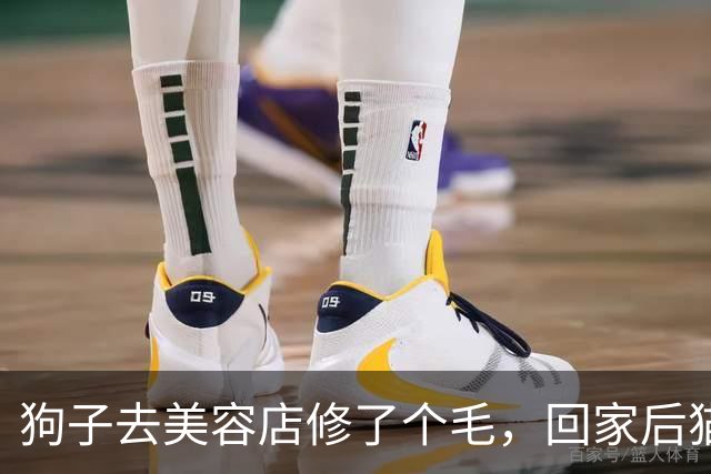 狗子去美容店修了个毛，回家后猫咪直接炸毛：这丑狗是谁？铲屎的，你接错狗了吧！