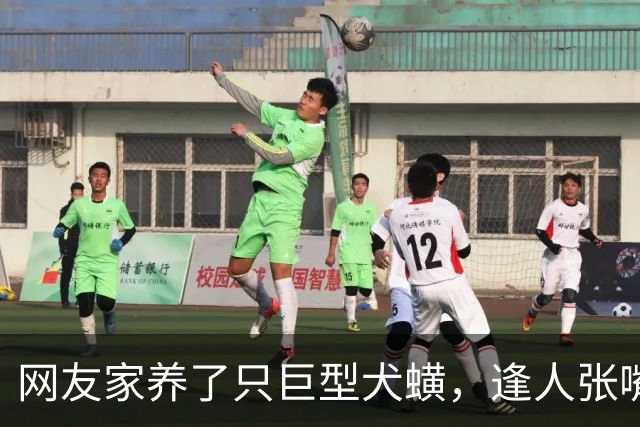 网友家养了只巨型犬蟥，逢人张嘴就开吸，主人无奈带去检查，发现竟是多年前的心太软…狗子：时间一长，地久天长，你的拔犬罐来了…